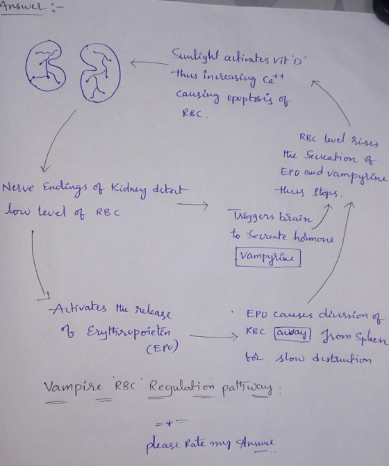 Answer - Sunlight activates vits this increasing catta causing opoptosis of RBC. Nerve Endings of Kidney detect low level of