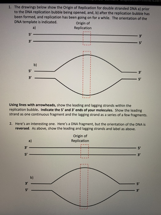 1. The drawings below show the Origin of Replication for double stranded DNA a) prior to the DNA replication bubble being ope