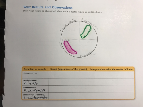 Your Results and Observations with a digital camera or mobile device. Organism or sample Result (appearance of the growth) In