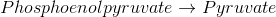 Phosphoenolpyruvate → Pyruvate