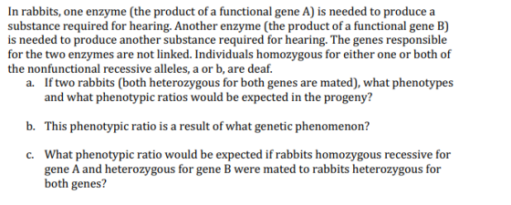 In rabbits, one enzyme (the product of a functional gene A) is needed to produce a substance required for hearing. Another enzyme (the product of a functional gene B) is needed to produce another substance required for hearing. The genes responsible for the two enzymes are not linked. Individuals homozygous for either one or both of the nonfunctional recessive alleles, a or b, are deaf. If two rabbits (both heterozygous for both genes are mated), what phenotypes and what phenotypic ratios would be expected in the progeny? a. b. This phenotypic ratio is a result of what genetic phenomenon? What phenotypic ratio would be expected if rabbits homozygous recessive for gene A and heterozygous for gene B were mated to rabbits heterozygous for both genes? c.