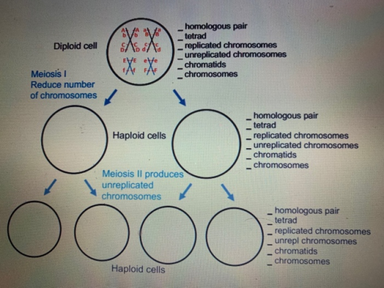 Diploid cell homologous pair tetrad replicated chromosomes _ unreplicated chromosomes chromatids chromosomes Meiosis Reduce n