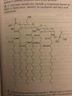 binding to cytosometipiu E coli outer membranes include a component known as Identify its saccharide and fatty acid nts- OH но- HO но NH 0 NHI он но но thacbacteria and Eubacteria produce different types of menmbe hown here differ from phosphatie bisr