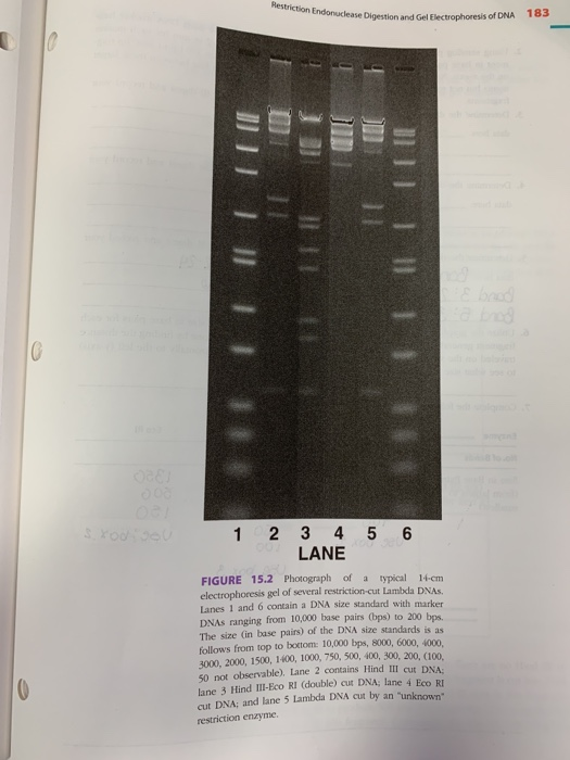 Restriction Endonuclease Digestion and on Endonuclease Digestionar electrophoresis of DNA 183 ULLO LITT 1 2 3 4 5 6 LANE FIGU