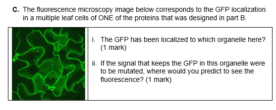 C. The fluorescence microscopy image below corresponds to the GFP localization in a multiple leaf cells of ONE of the protein