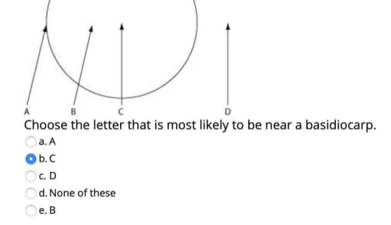 А D Choose the letter that is most likely to be near a basidiocarp. a. A b. c. D d. None of these e. B