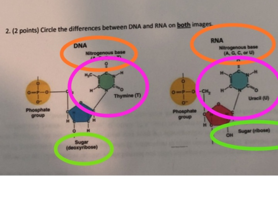2. (2 points) Circle the differences between DNA and RNA on both images DNA Nitrogenous base RNA Nitrogenous base (A. G. C, o