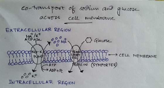 EXTRACELLU LAR REGION ATP RYm EIN EYMPORTER Na-K 1 2 →CELL MEMBRANE INTRACELLULAR REGION