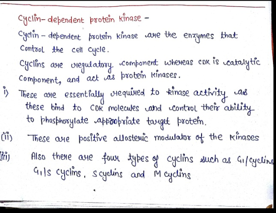 Cuclin- debendent protein Kinase - CJein - debendent puotein kinase ane the enzymes that Contool the cell cyele Cyclins ae vequlator component usheweas eoK is vcatalytic Component, and act as protein kinase. ) These ave essentlallqto kinase activity Ja*s these bind to Cok molecules ahd Control their abili to Phosphorylate apprilate tuget protefm. Čİ) -These ase positive auostouc modulator at the Kinases Also thee ase four ighes cycling duch as G79el Gils cyclins, scyduns and Mading