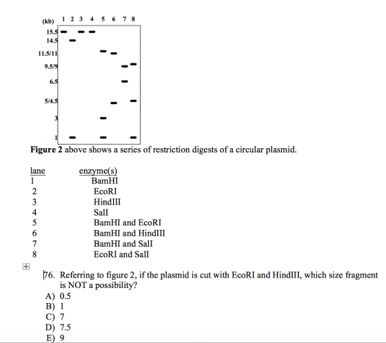(kb) 1 2 4 5 6 7 8 15.5 14 9.5 5/4.5 Figure 2 above shows a series of restriction digests of a circular plasmid. lane e( S en BamHI EcoRI HindIII SalI BamHI and EcoRI BamHI and HindIII BamHI and Sall EcoRI and Sall 76. Referring to figure 2, if the plasmid is cut with EcoRI and HindIII, which size fragment is NOT a possibility? A) 0.5 B 1 C 7 D) 7.5 E) 9
