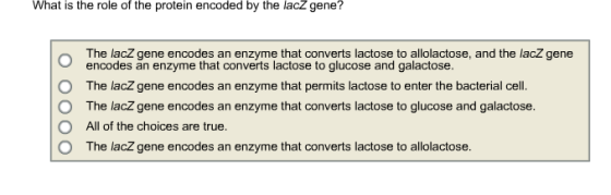What is the role of the protein encoded by the lacZ gene? The lacZ gene encodes an enzyme that converts lactose to allolactose, and the lacZ gene O O O O encodes an enzyme that converts lactose to glucose and galactose. The lacZ gene encodes an enzyme that permits lactose to enter the bacterial cell. The lacZ gene encodes an enzyme that converts lactose to glucose and galactose. All of the choices are true. The lacZ gene encodes an enzyme that converts lactose to allolactose.
