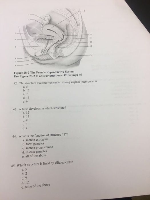 12 Figure 28-2 The Female Reproductive System Use Figure 28-2 to answer questions: 42 through 46 42. The structure that reccives semen during vaginal intercourse is: a. 5 b. 12 c. e. 6 43. A fetus develops in which structure? a. 12 b. 13 c. 9 d. 1 e. 4 44. What is the function of structure 1? a. secrete estrogens b. form gametes c. secrete progesterone d. release gametes e. all of the above 45. Which structure is lined by ciliated cells? a. 5 b. 2 c. d. 12 e. none of the above