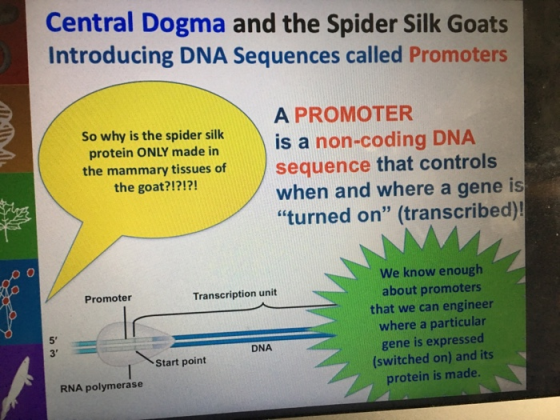 Central Dogma and the Spider Silk Goats Introducing DNA Sequences called Promoters So why is the spider sillk protein ONLY ma