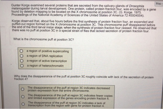 Map d Gunter Korge examined several proteins that are secreted from the salivary glands of Drosophila melanogaster during larval development. One protein, called protein fraction four, was encoded by a gene found by deletion mapping to be located on the X chromosome at position 3C. (G. Korge. 1975 Proceedings of the National Academy of Sciences of the United States of America 72:45504554) Korge observed that, about five hours before the first synthesis of protein fraction four, an expanded and puffed-out region formed on the X chromosome at position 3C. This chromosome puff disappeared before the end of the third larval instar stage, when the synthesis of protein fraction four ceased. He observed that there was no puff at position 3C in a special strain of flies that lacked secretion of protein fraction four What is the chromosome puff at position 3C? O a region of positive supercoiling O O O a region of DNA replication a region of active transcription a region of heterochromatin Why does the disappearance of the puff at position 3C roughly coincide with lack of the secretion of protein fraction 4? The disappearance of the puff at region 3C indicates decreased protein expression from the entire chromosome The disappearance of the puff at region 3C indicates fewer copies and limited expression of the genes encoding protein fraction 4. The disapperance of the puff at region 3C indicates a lack of transcription from the region with gene for protein fraction 4