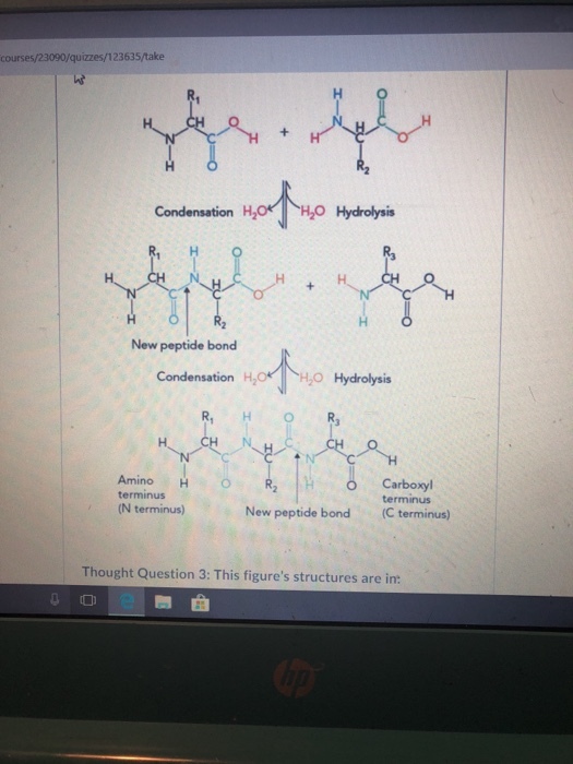courses/23090/quizzes/123635/take Condensation H Hydrolysis ใช้ New peptide bond Condensation H2 O Hydrolysis R, HR AminoH terminus (N terminus) Carboxyl terminus (C terminus) New peptide bond Thought Question 3: This figures structures are in: a 0