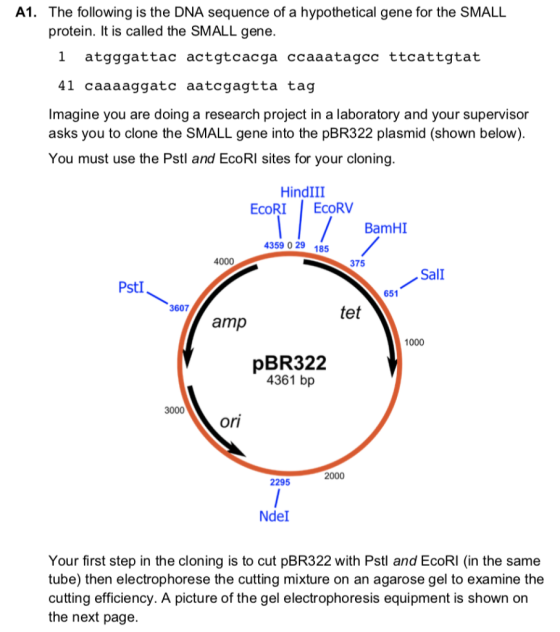 A1. The following is the DNA sequence of a hypothetical gene for the SMALL protein. It is called the SMALL gene. 1 atgggattac
