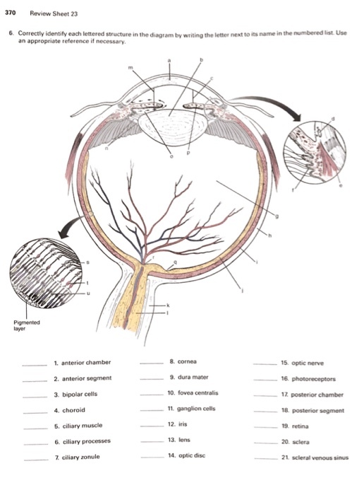 370 Review Sheet 23 6. Correctly identify each lettered structure in the diagram by writing the letter next to its name in the numbered list. Use an appropriate reference necessary. layer 1, anterior chamber 2. anterior segment 3. bipolar cells 4, choroid 6. ciliary muscle 6 ciliary processes 8. cornea 15 optic nerve 9. dura mater 10. fovea centralis 11, ganglion cells 12 iris 17 posterior chamber posterior segment 19. retina 13. lens 20. sclera 14. optic disc ciliary zonule 21 scleral venous sinus