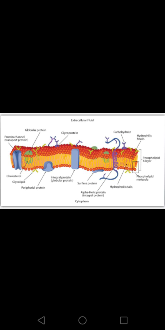 Extracellular Fluid Globular protein Glycoprotein Carbohydrate Protein channel (transport protein) Hydrophilic heads Phosphol