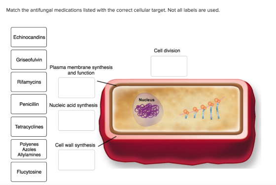 Match the antifungal medications listed with the correct cellular target. Not all labels are used. Echinocandins Cell divisio