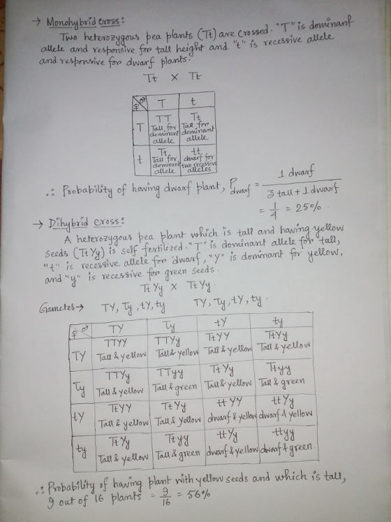 -> Monohdbrid eross: Thve hetexoz aleus pea plants TE)are Cossed. Tie dawinan, ecessive allele Yestonsive f and resbmvive foo dwarf plants tall height and t is and Yesponsive ecsnve dominant allelealele Tt, tt ? Probability of howing awasf lant, 4 A heterozugous pea plant which is tall and hawim? yellow Seeds (TtY) is self fertilzed is doninant allele fr tall, ond u is recessive fove green Seeds TY ty ? Tal & yellorw Tau green Tal yellavw Tail green Tan f yellow l Tau& yellow dwarf?yellovawanfA yellow : Probabilbty of hawving panh vith ylow seuds and which is tall g out of 16 planas-2-50% l6