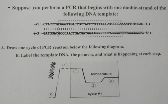 • Suppose you perform a PCR that begins with one double-strand of the following DNA template: +5-CTACCTGCGGGTTGACTGCTACCTTCC