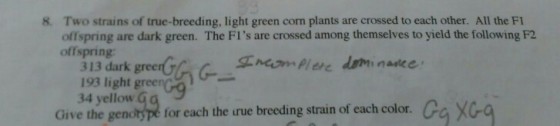 Two strains of true-breeding, light green corn pla