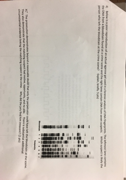 4) Below is a poor production of an actual agarose gel used in a forensic analysis of DNA fingerprints. The leftmost lane contains the DNA from a bloodstain found at a crime scene and the rightlanes contain DNA from seven suspects. Which suspect is likely the person who left the bloodstain at the crime scene? Explain, briefly. 5 pts) Bloodstain 1 2 3 4 5 6 7 xc The prosecution demonstrates beyond a reasonable doubt that only the perpetrator could have left the bloodstain at the scene. They also demonstrate that the matching suspect had opportunity, and There is substantial additional circumstantial evidence linking the matching suspect to the crime. Why did the jury find him in (2 pts) nocent?