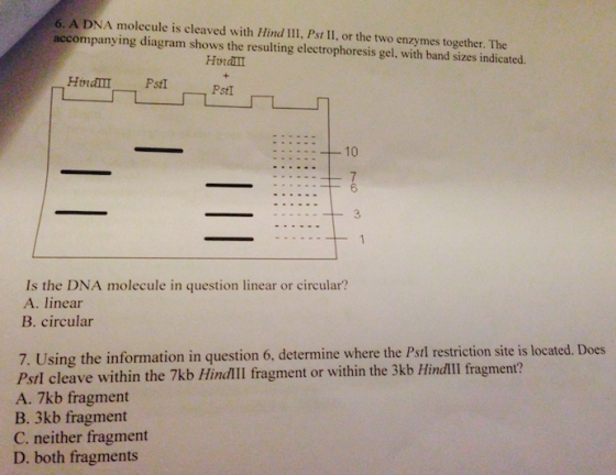 A DNA molecule is cleaved with Hind III, Pst II, o