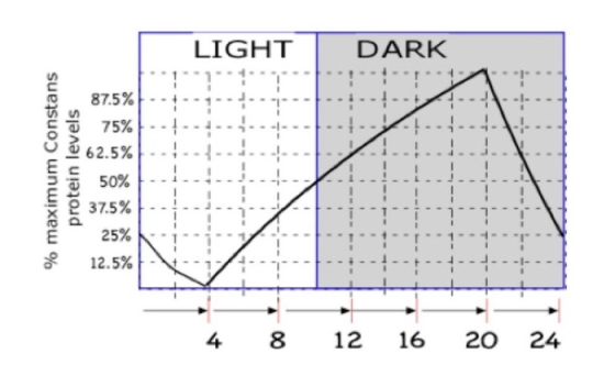LIGHT DARK % maximum Constans protein levels 25% 12.5% 4 8 12 16 20 24