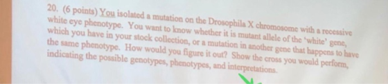 20. (6 points) You isolated a mutation on the Drosophila X chromosome with a recessivo white eye phenotype. You want to know