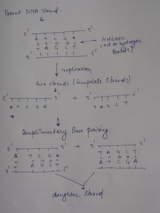replication tus shands Cheupdlate Shards) mentary Base 3 A- 1( At c 94 daugiten Sharo