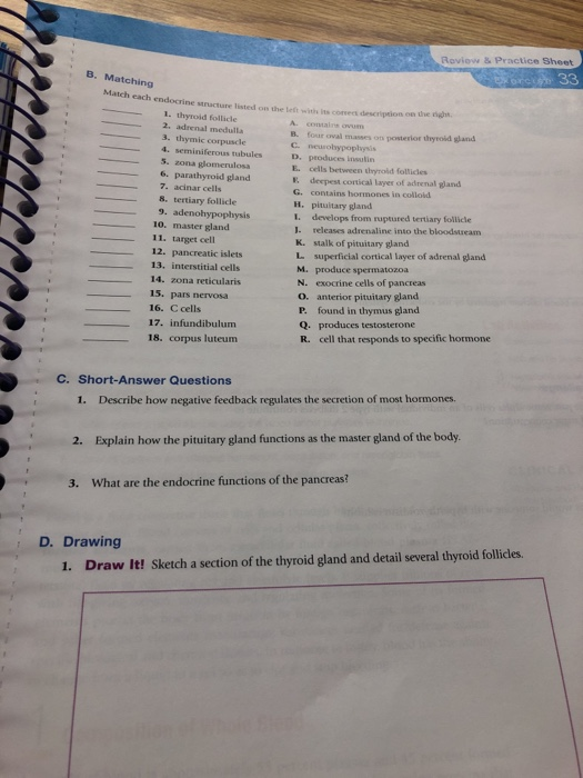 Review & Practice Sheet B. Matching Match each endocrine sa DE 33 o n e endocrine structure listed on the 1. thyroid folie 2.