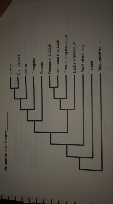 Ancestor is C. Score: Human Chimpanzee Gorilla Orangutan Gibbon Rhesus macaque Japanese macaque Crab-eating macaque Barbary m