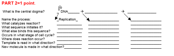 PART 2-1 point. What is the central dogma? DNA -2 Name the process: What catalyzes reaction? What sequence initiates it? What else binds this sequence? Occurs in what stage of cell cycle? Where does reaction occur? Template is read in what direction? New molecule is made in what direction? Replication