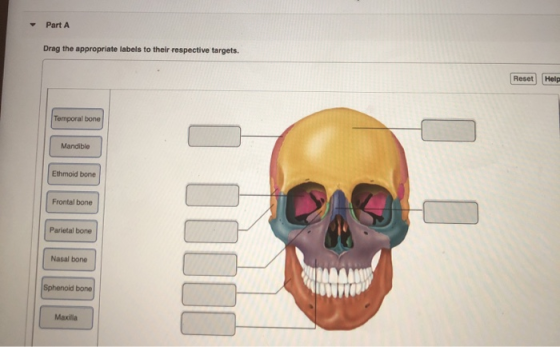Part A Drag the appropriate labels to their respective targets. Reset Help Temporal bone Mandible Ethmoid bone Frontal bone P