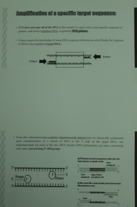 Amplification of a specific target sequence: • PCR does not copy all of the DNA in the sample. It copies only a very specific