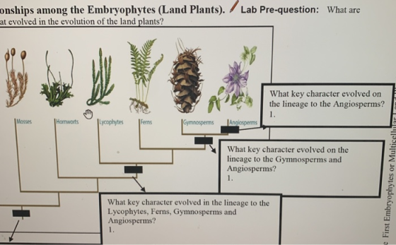 onships among the Embryophytes (Land Plants). at evolved in the evolution of the land plants? Lab Pre-question: What are What
