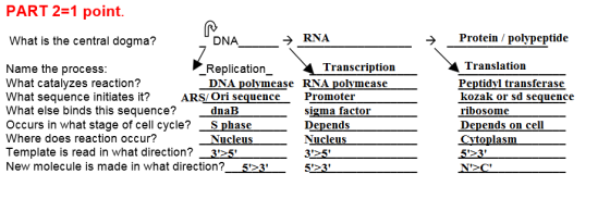 PART 2-1 point. What is the central dogma? DNA Protein / polypeptide Name the process What catalyzes reaction? What sequence