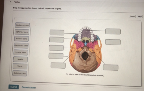 Part A Drag the appropriate labels to their respective targets. Reset Help Mastoid process Sphenoid bone @ano Palatine bone M