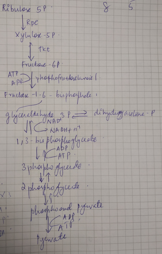 Ribulose SP Rpe xylulos-SP АТР Fructor 68 Appphophofrutlackareie l. Fruchen 1.6 - bisphosphele glyceraldehyde 3 p de hyding a