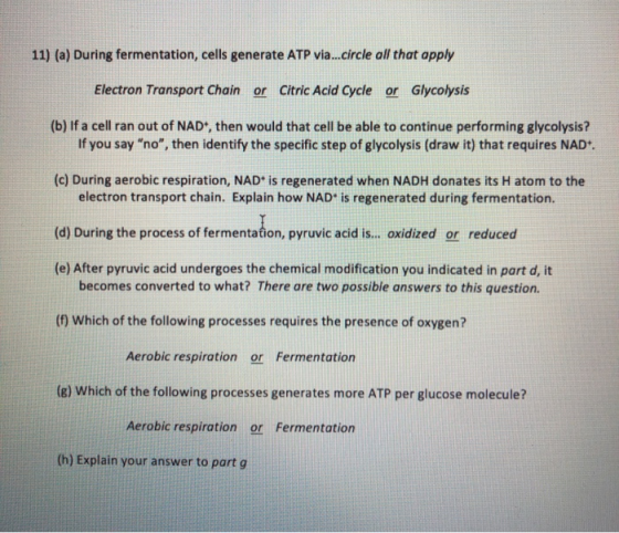 11) (a) During fermentation, cells generate ATP via...circle all that apply Electron Transport Chain or Citric Acid Cycle or