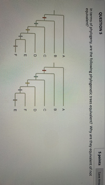 QUESTION 5 5 points Save Ans In terms of phylogeny, are the following phylogenetic trees equivalent? Why are they equivalent