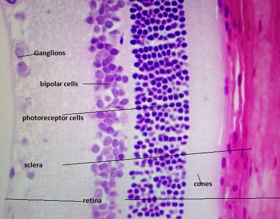 anglions photoreceptor cells sclera retina