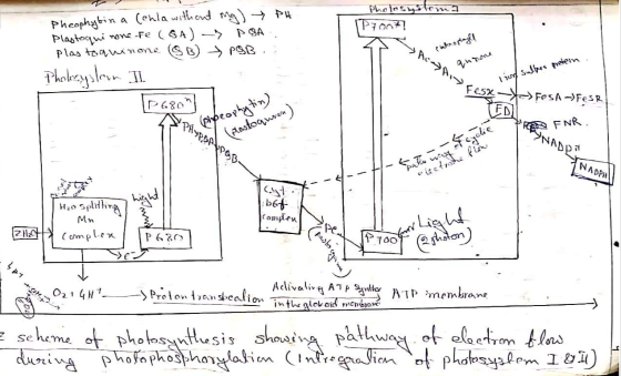 Photosystemt Pont? Cuoroplayli Pheophytin a (enla without mg) PH Plastoquinone Fe (SA) & PGA. plas toquinone SB POB.: Pholocy