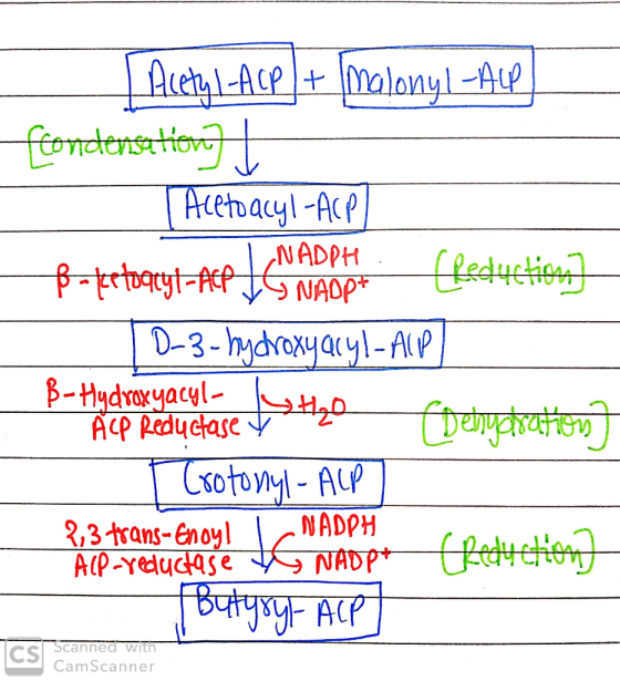 Acetyl-Acp + malonyl -Ace fcondensation] I | Acetoacyl-ACP] B-ketoget-Ace Les MADDE (Reduction] D-3-hydroxyacyl-ACP ß-Hydroxy