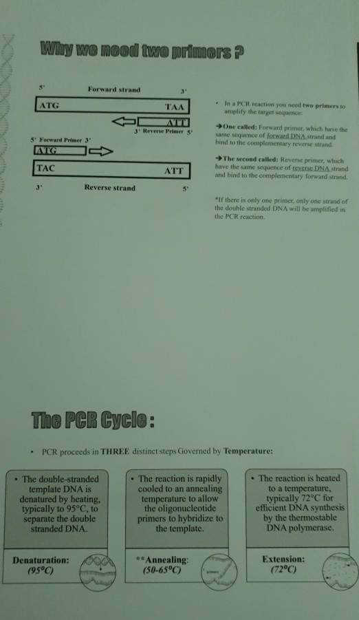 Why we mood two primers ? Forward strand ATG TAA • In a PCR reaction you need two primers to amplify the target sequence: ATT