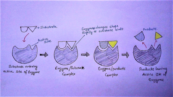 Substrate Engymes changes shapk Sghtly a su strate birdo Products Activ Site Subgtrałe enteri acive site of enayme N3yme ubsta N3łme Complex roducts (eav Complex me