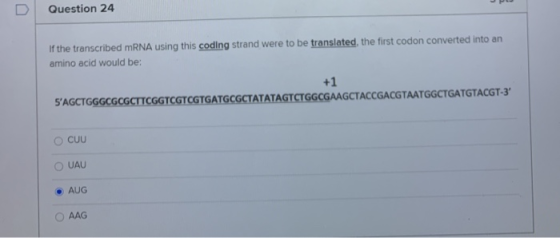 Question 24 U If the transcribed mRNA using this coding strand were to be translated, the first codon converted into an amino