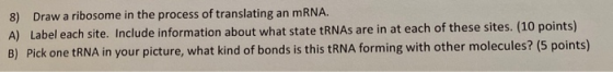 8) Draw a ribosome in the process of translating an mRNA. A) Label each site. Include information about what state tRNAs are