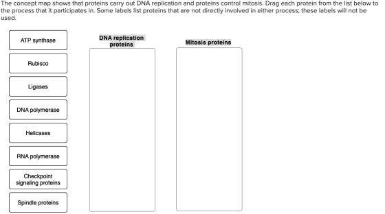 The concept map shows that proteins carry out DNA replication and proteins control mitosis. Drag each protein from the list b